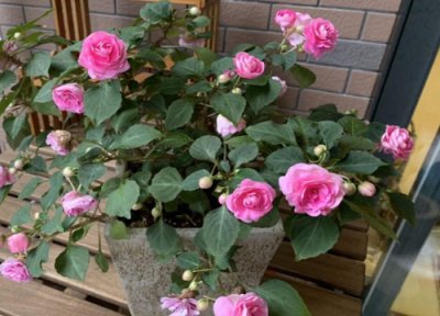 水梅花花期时间 水梅花花期是什么时候