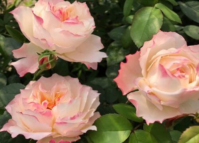 斑马耐心月季是藤本还是灌木 斑马耐心月季属于藤本还是灌木