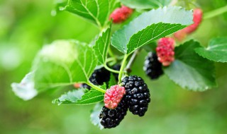 桑葚过夜长霉可以吃吗 桑葚有点霉变还能吃吗