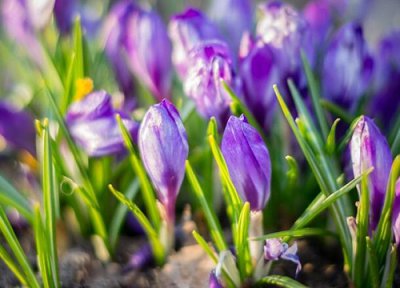 西红花产地在什么地方 原产地在哪里