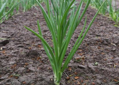 葱怎么留种子 葱种子保存方法