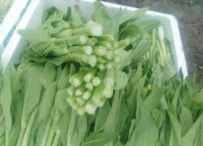 白菜苔种植时间 白菜苔种植时间和方法