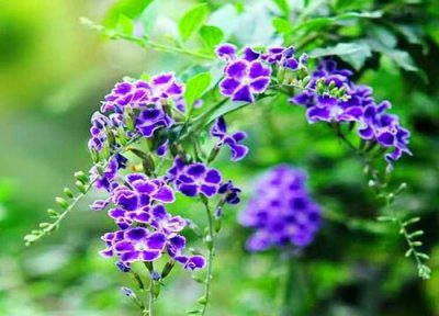 巧克力花有毒吗 能放在卧室里面