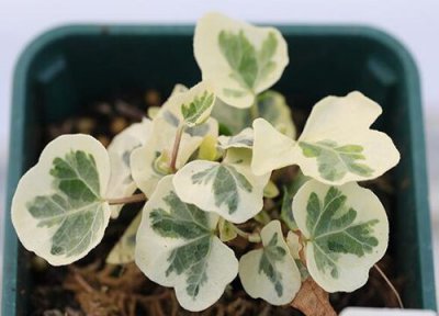 常春藤叶子干枯掉落原因 常春藤叶子干枯怎么回事