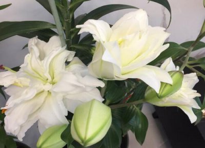 百合闻多了会中毒吗 闻时间长了会怎么养