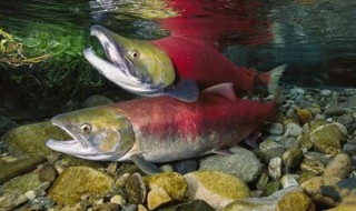 大马哈鱼和三文鱼的区别是什么 大马哈鱼和三文鱼有哪些区别