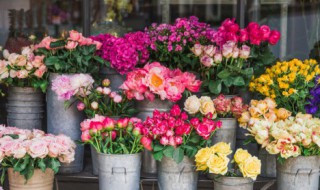 常见花材寓意及用途 常见花材的用途介绍