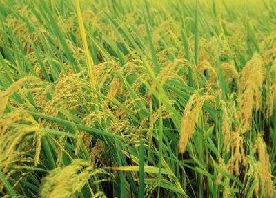 五谷丰登是哪五谷 中国的五谷含义指的哪五种粮食