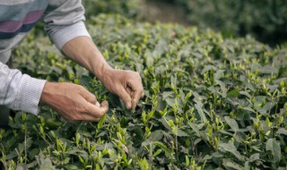 秋季女士喝什么茶最好 秋季女士喝哪些茶最好