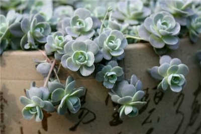 十大最难养多肉品种排名 最不好养的多肉植物是什么品种