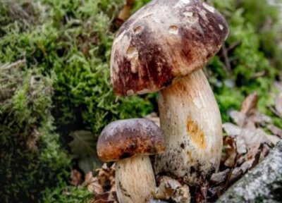 食用菌病虫害防治技术与方法措施 食用菌虫害有哪些类型?如何防治食用菌虫害