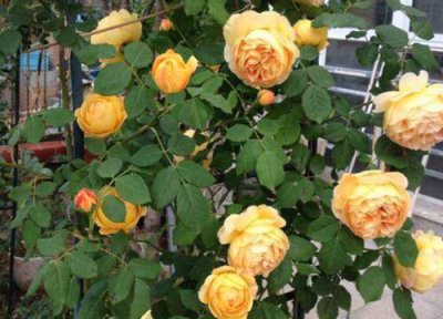 月季花怎样预防病虫害 月季花如何做好防虫防病工作