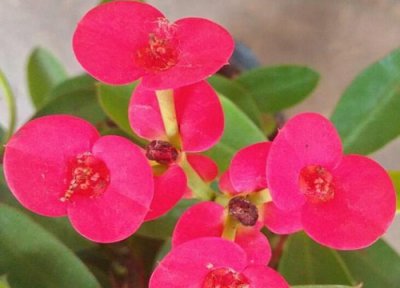 养活刺梅花的养殖方法 刺梅花用什么肥养护能开花