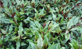 观音菜什么季节种植 观音菜哪个季节种植