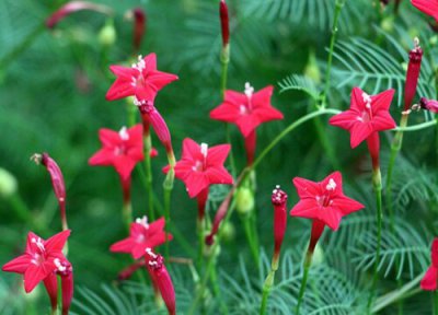 五角星花播种适合时间 五角星花什么时候播种合适