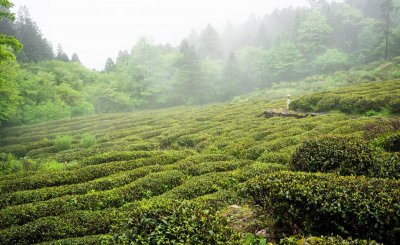 江西茶叶品牌十大名茶图片 江西著名的5大茶叶排名