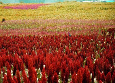 高粱追肥时间 高粱什么时候追肥合适