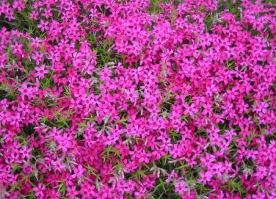 芝樱花的养殖方法 芝樱花的养殖方法和注意事项