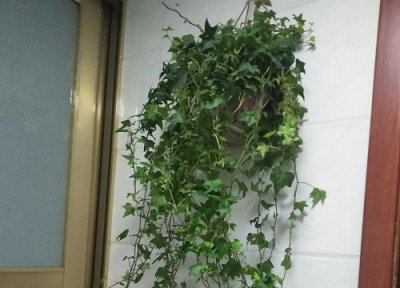 常春藤会开花吗 开花的颜色与样子