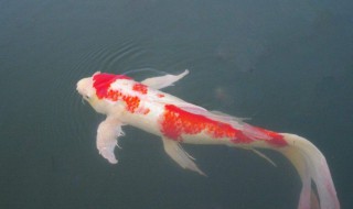 冬天怎么养锦鲤才能活跃 冬季养护锦鲤的技巧