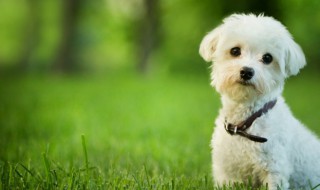 熟自制狗饭怎么保存不发霉 如何保存自制狗饭