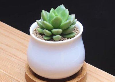 多肉植物的养护要点 多肉养护不能忽视的三大要点