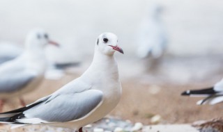 用大蒜水正确喂鸽子 用大蒜水怎么正确喂鸽子