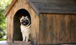 冬天怎么让狗长胖一点 冬天如何让狗长胖长膘