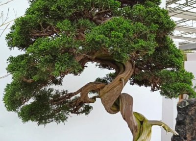 为什么原生的比嫁接的盆景贵 盆栽原生和嫁接的区别