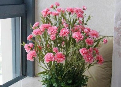 石竹耐寒吗 石竹耐寒最低温度及越冬方法