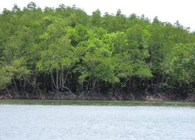 红杉树是什么树种 长的什么样子