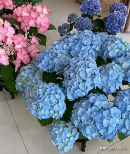 绣球花的叶子边卷曲是怎么回事 叶子卷边干枯的原因