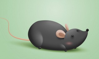 咖啡鼠怎么判断公母 咖啡鼠判断公母的方法