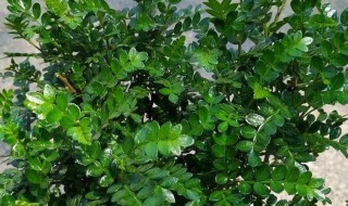 清香木什么季节修剪 清香木修剪时间