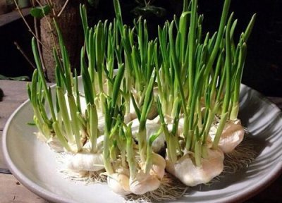 大蒜催芽方法大全 如何让大蒜快速发芽