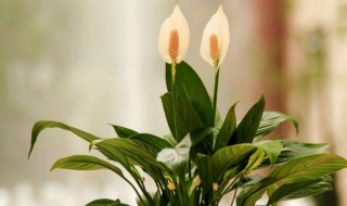 过年家里阳台摆什么花 过年家里阳台摆哪种花呢