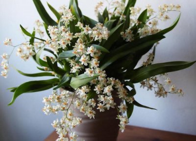 兰花上盆一个月服盆的现象 兰花换盆后如何判断是否服盆