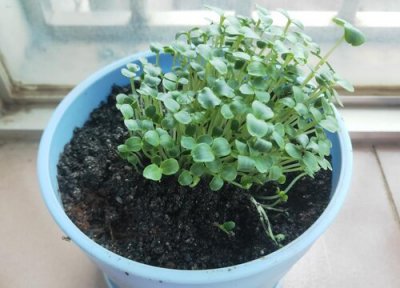 凤仙花种植时间和方法 凤仙花的种植的最佳时间