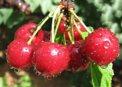 铜川樱桃成熟时间 铜川樱桃什么时候成熟