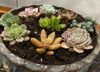 多肉枝干剪下来怎么种植 剪下来的多肉枝条如何栽种