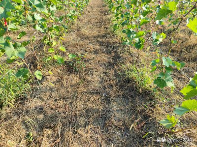 果园除草用什么除草剂不伤根 使用什么除草剂安全又高效
