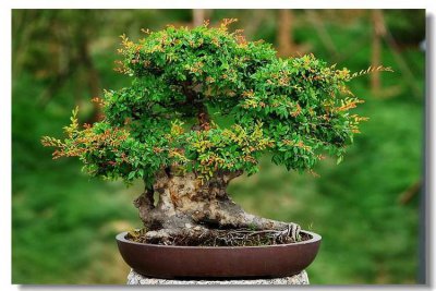 小叶榆树叶子发黄一碰就掉落 叶子发黄无光从这4点入手