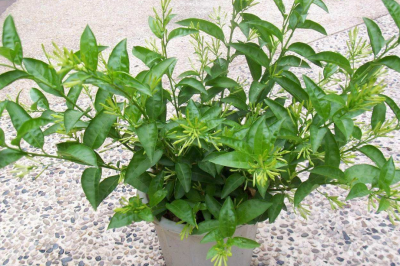 夜来香适合放在卧室吗 家养盆栽夜来香切记放房间里