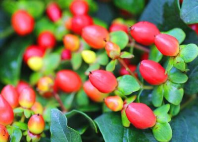 火龙珠怎么醒花 火龙珠鲜花的醒花方法