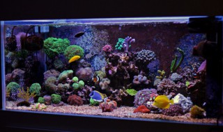 鱼缸起雾原因和解决方法 鱼缸起雾的原因是什么