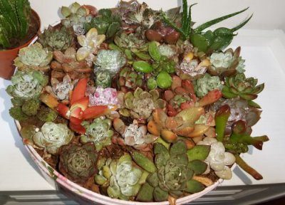 多肉养殖注意事项夏天 夏季多肉养护的注意事项