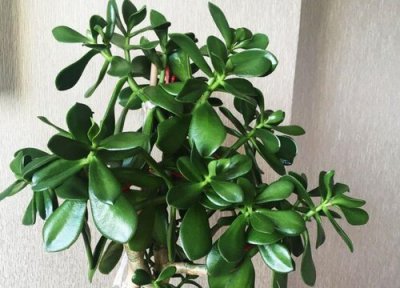 玉树叶子越长越小怎么回事 叶片变小不饱满是什么原因