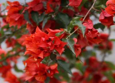 三角梅开花后怎么养 三角梅怎么养护开成大花海