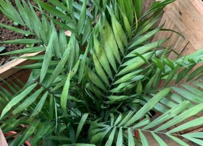 引发凤尾竹黄叶原因 凤尾竹黄叶怎么处理