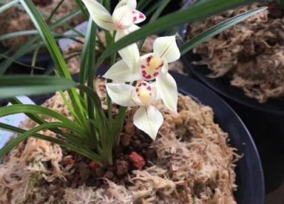 兰花盆下面托盘里可以有水吗 浇花时托盘有水需要倒掉吗